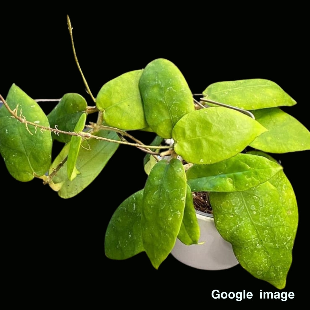 Hoya Sp. Pahang Large (PRE-ORDER)-JULY429