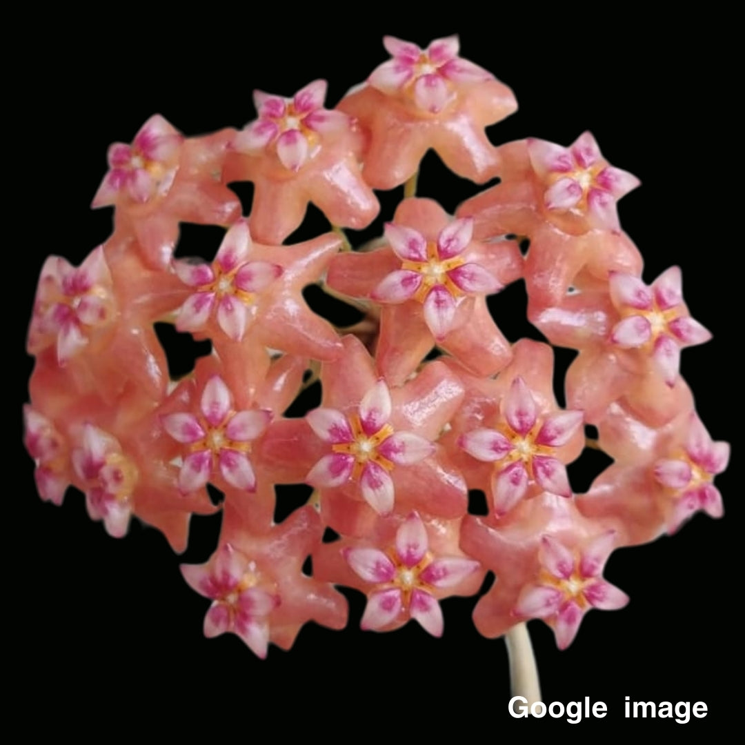 Hoya Benguetensis (Large) PRE-ORDER-JULY067