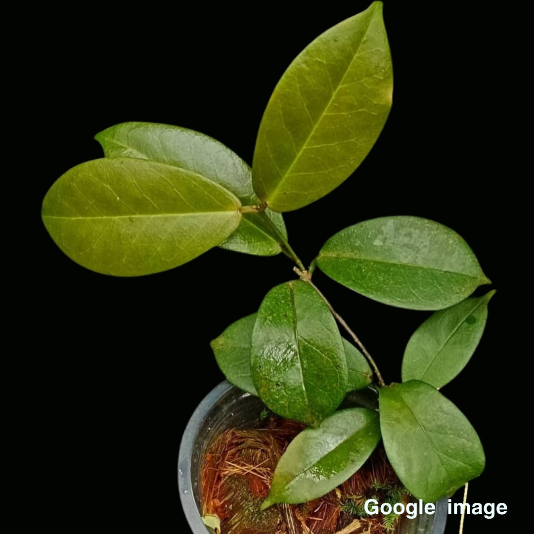Hoya Sp. Papua Small (PRE-ORDER)-JULY430