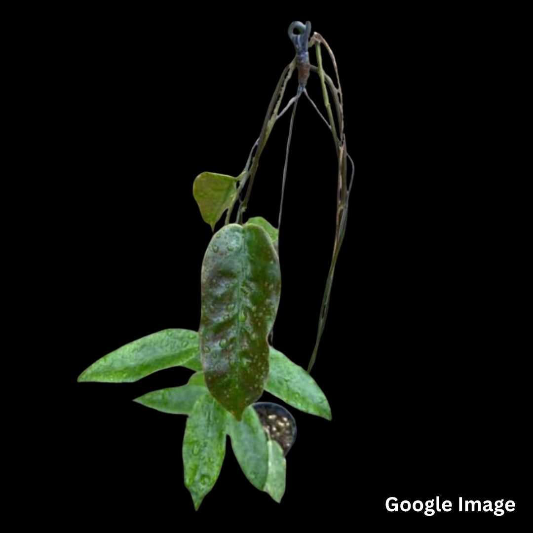 Hoya Onychoides Spot (Large) PRE-ORDER-JULY431