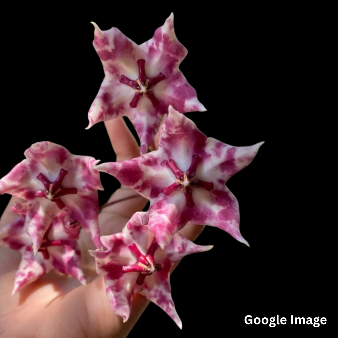 Hoya Onychoides Spot (Large) PRE-ORDER-JULY431