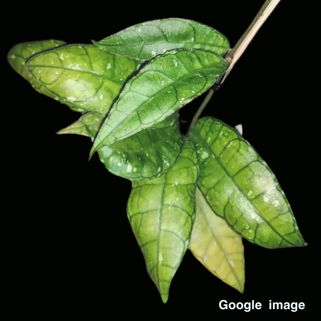 Hoya Sp. Perak (Large) PRE-ORDER-JULY590