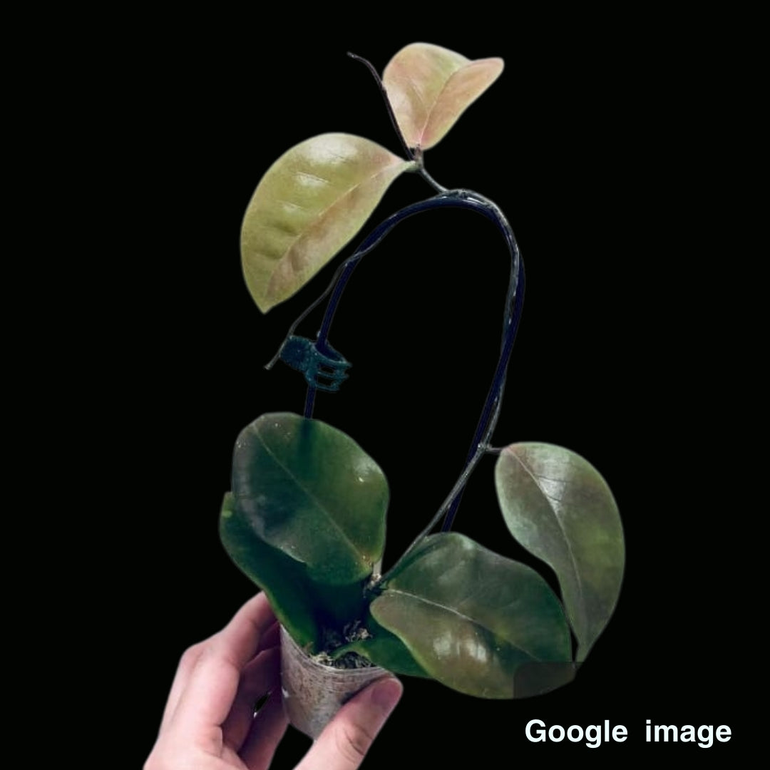 Hoya Sp.PNG SV 422 (Large) PRE-ORDER-JULY591