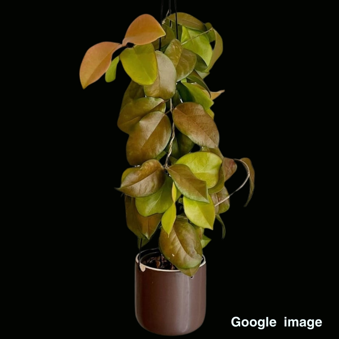 Hoya Sp.PNG SV 422 (Large) PRE-ORDER-JULY591