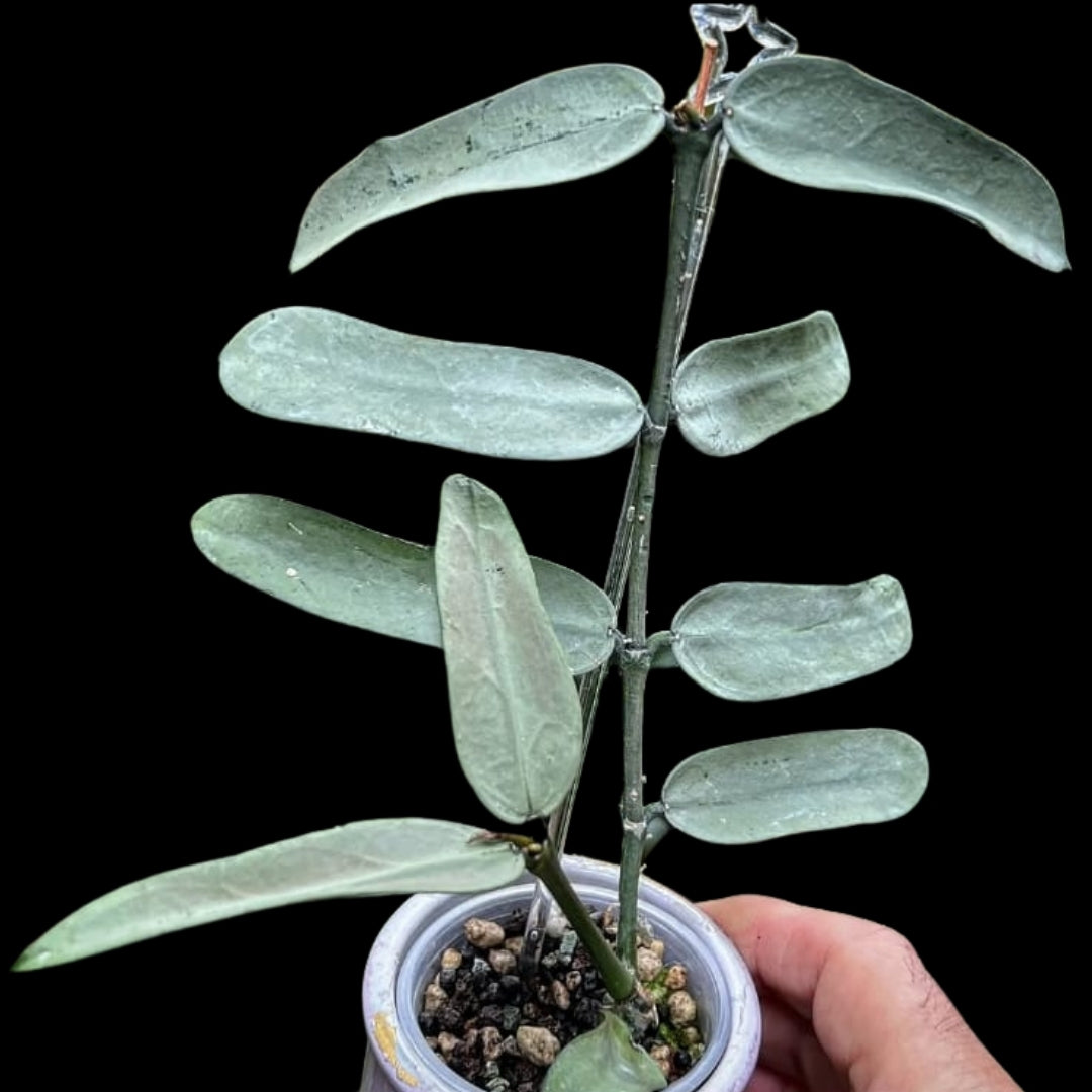 Hoya Pandurata Silver (Small) PRE-ORDER-JULY436