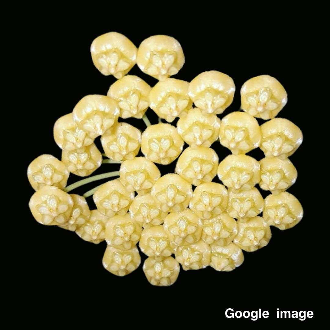 Hoya Benitotanii (Large) PRE-ORDER-JULY068