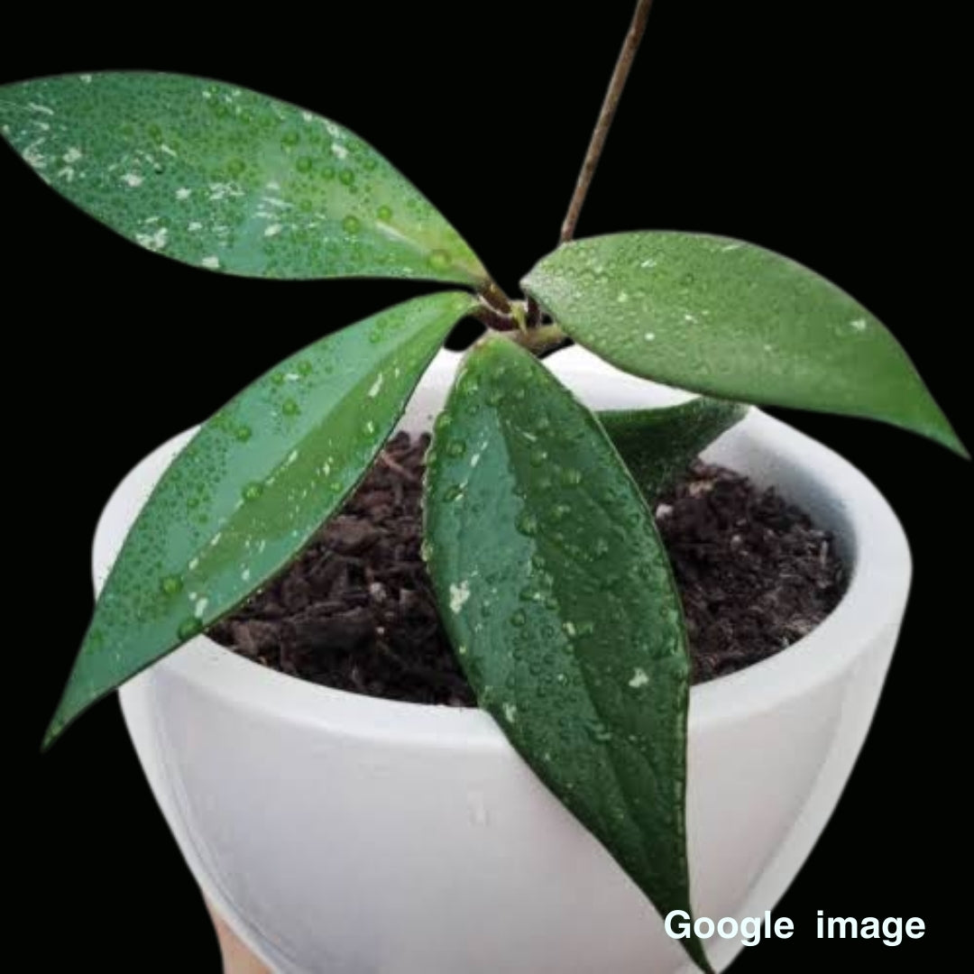 Hoya Sp. Thai Nguyen (Large) PRE-ORDER-JULY600