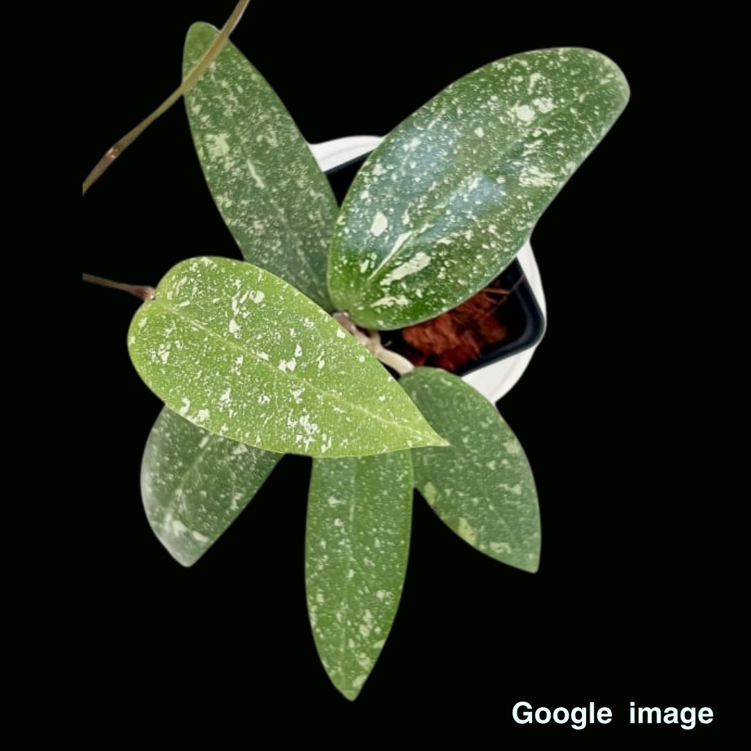Hoya Sp. Vietnam (splash) Large (PRE-ORDER)-JULY442