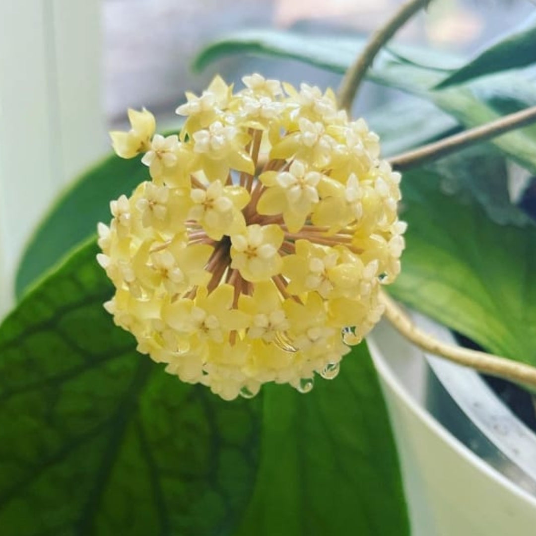 Hoya Vitellinoides (Large) PRE-ORDER-JULY658