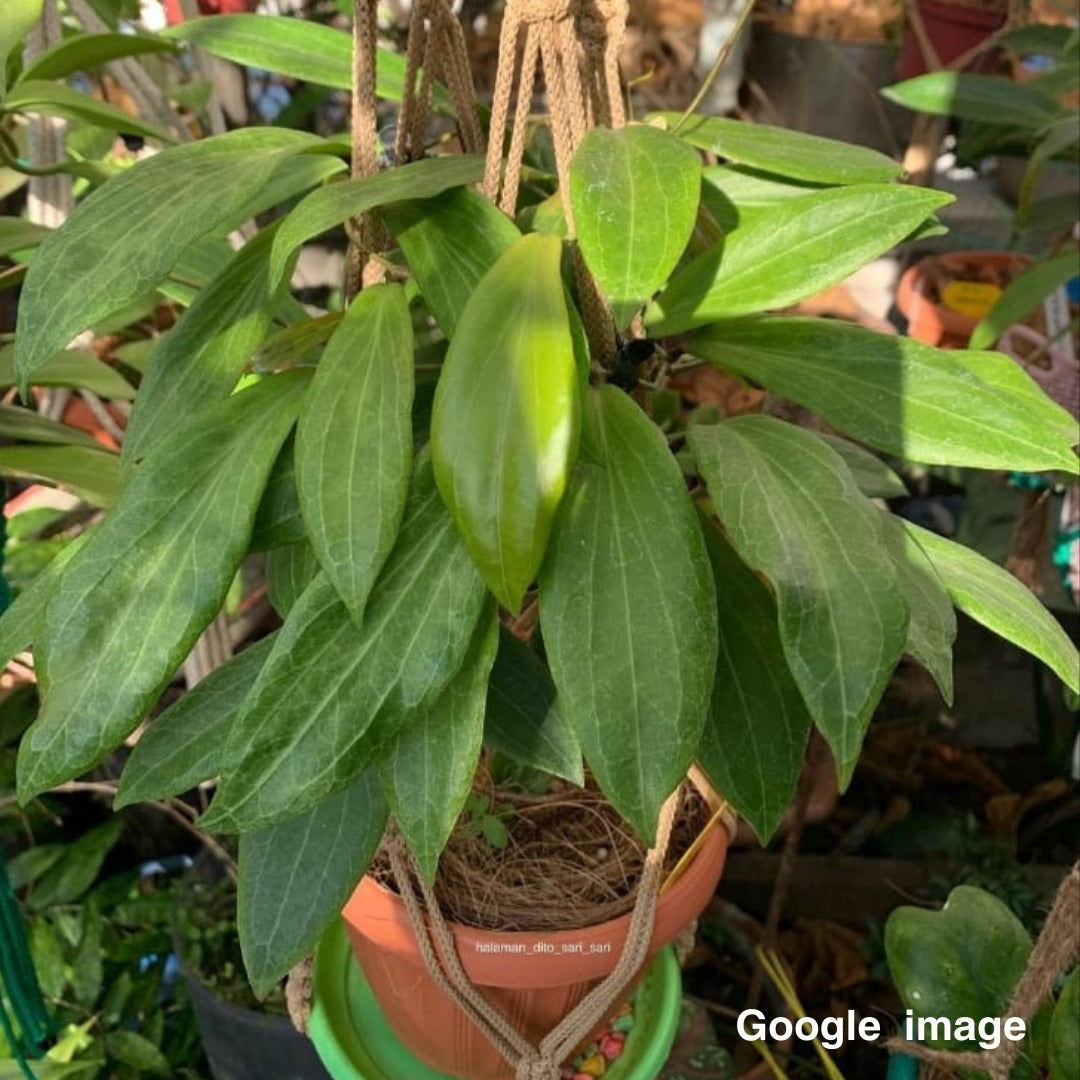 Hoya Benvergarai (Large) PRE-ORDER-JULY069