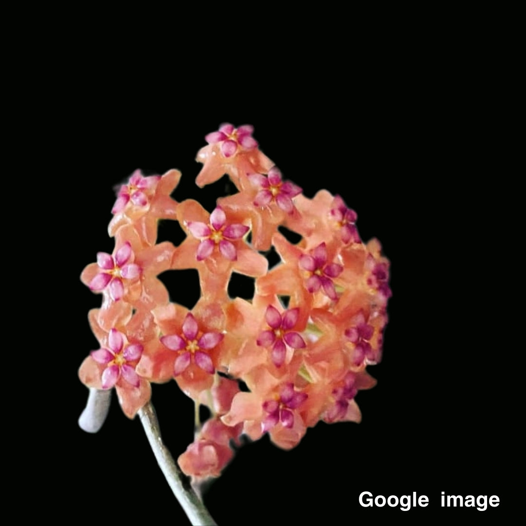 Hoya Benvergarai (Large) PRE-ORDER-JULY069