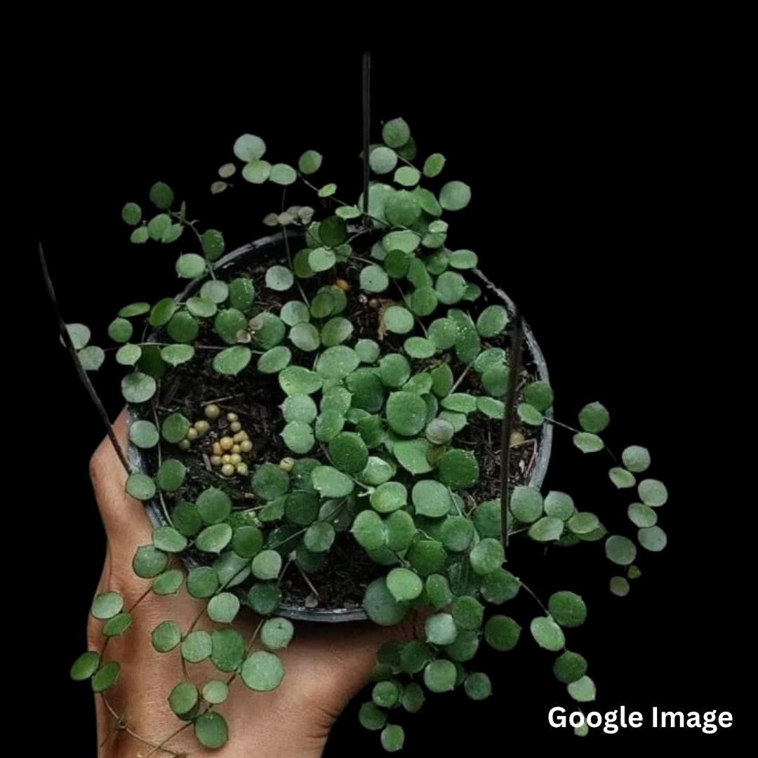 Hoya Peltata (Medium) PRE-ORDER-JULY452