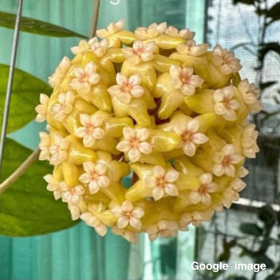Hoya Surisa (Large) PRE-ORDER-JULY622