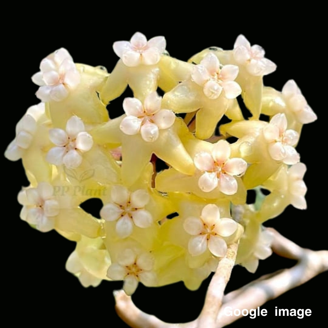 Hoya Surisa (Large) PRE-ORDER-JULY622