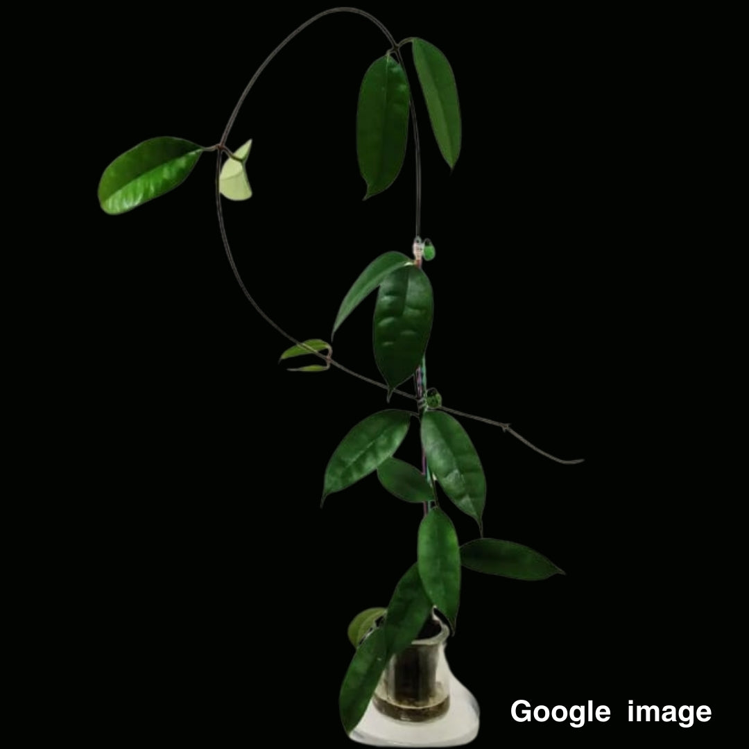 Hoya Thuathienhuensis (Large) PRE-ORDER-JULY632