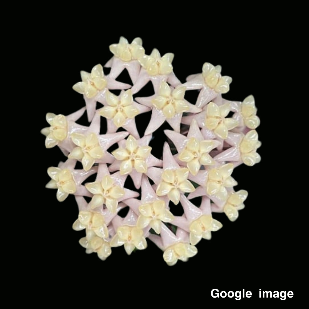 Hoya Thuathienhuensis (Large) PRE-ORDER-JULY632