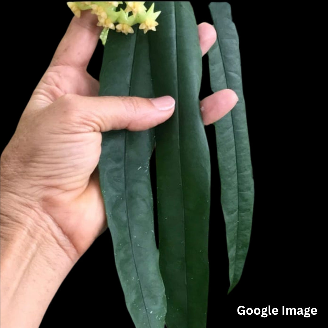 Hoya Platycaulis Green Flower (Medium) PRE-ORDER-JULY464