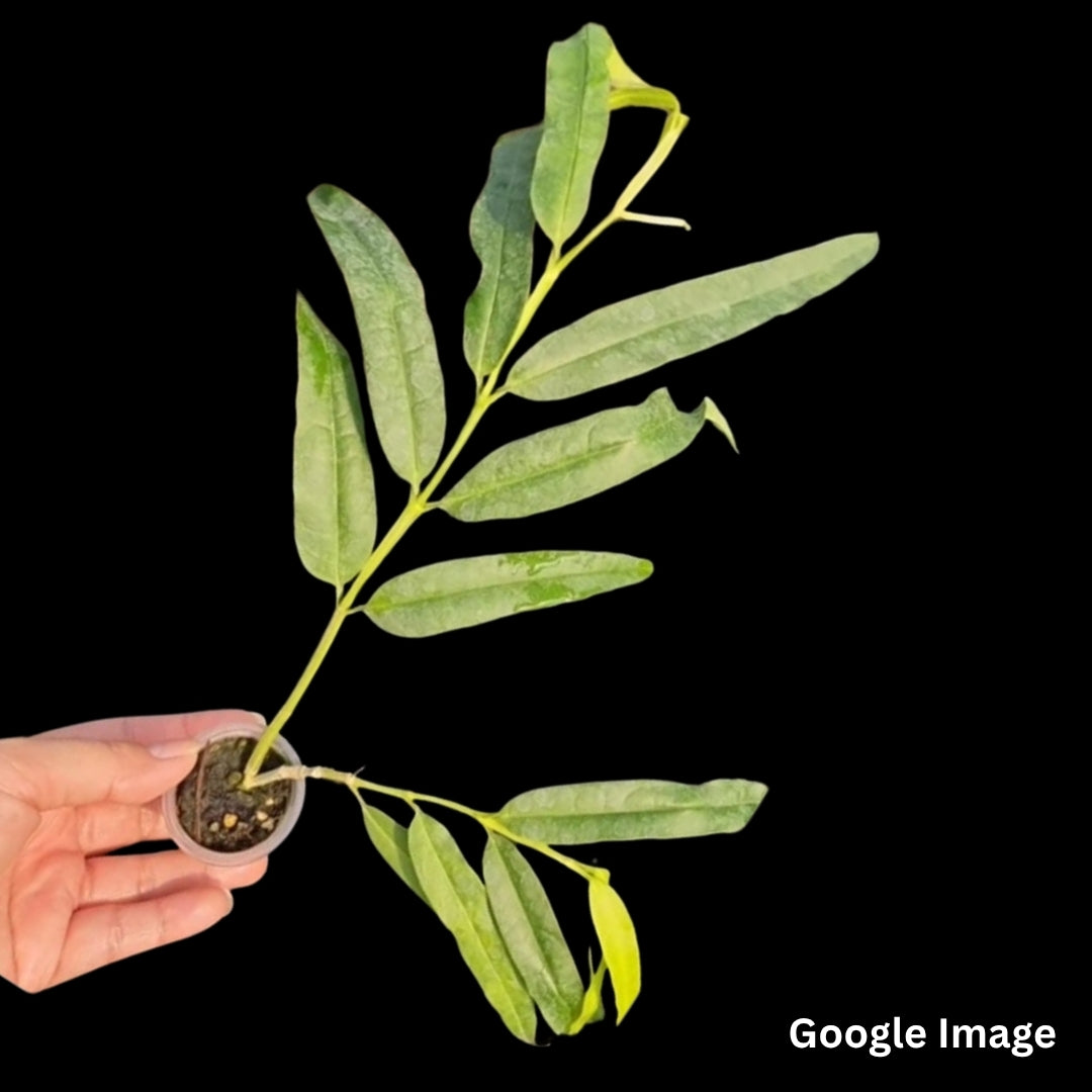 Hoya Platycaulis Green Flower (Medium) PRE-ORDER-JULY464