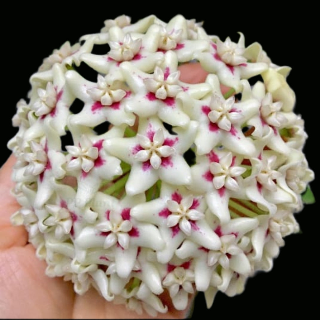 Hoya UT029 (Large) PRE-ORDER-JULY642