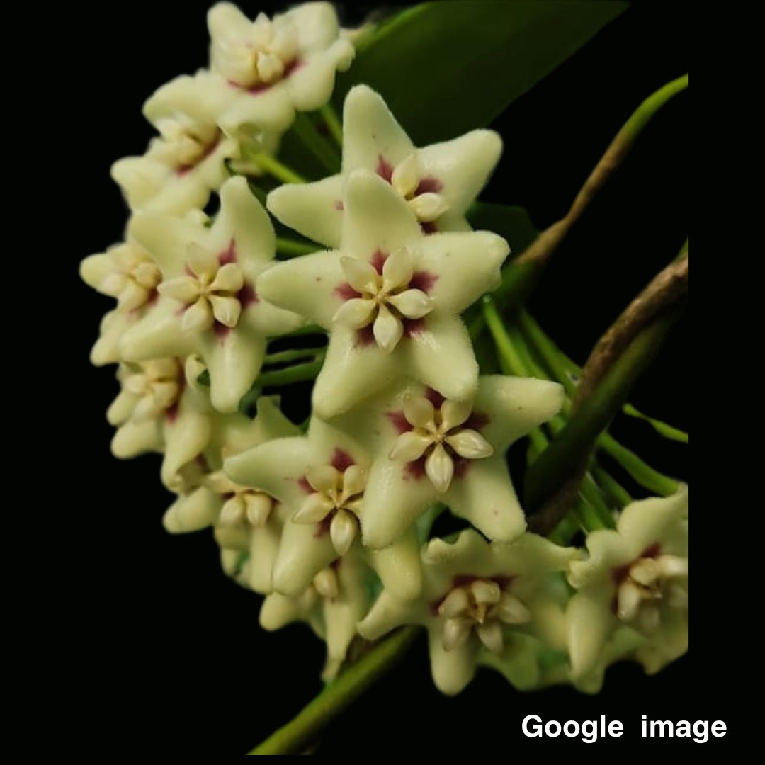 Hoya UT029 (Large) PRE-ORDER-JULY642