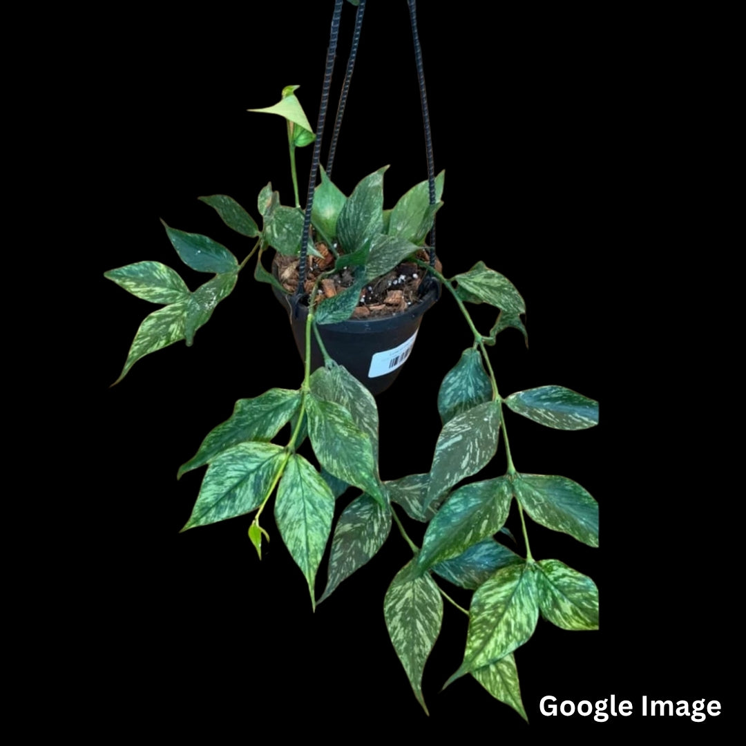 Hoya Polynura Splash (Large) PRE-ORDER-JULY467 – Fuzzy Roots