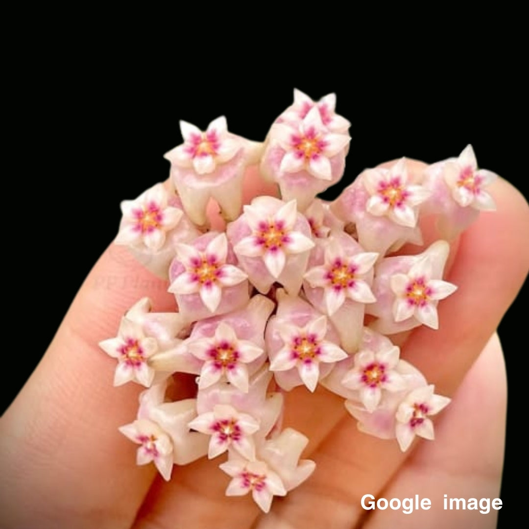 Hoya UT163 (Large) PRE-ORDER-JULY647