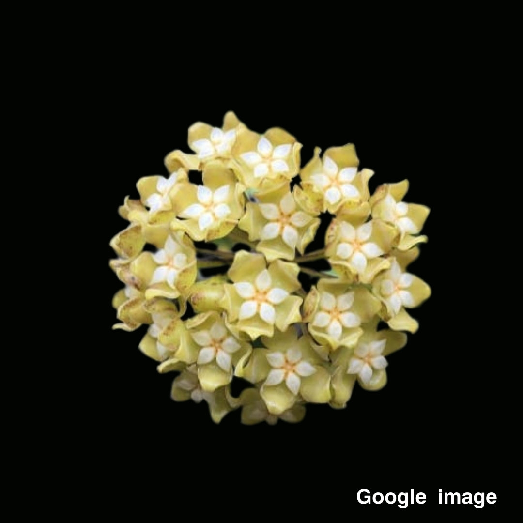 Hoya UT218 (Large) PRE-ORDER-JULY648