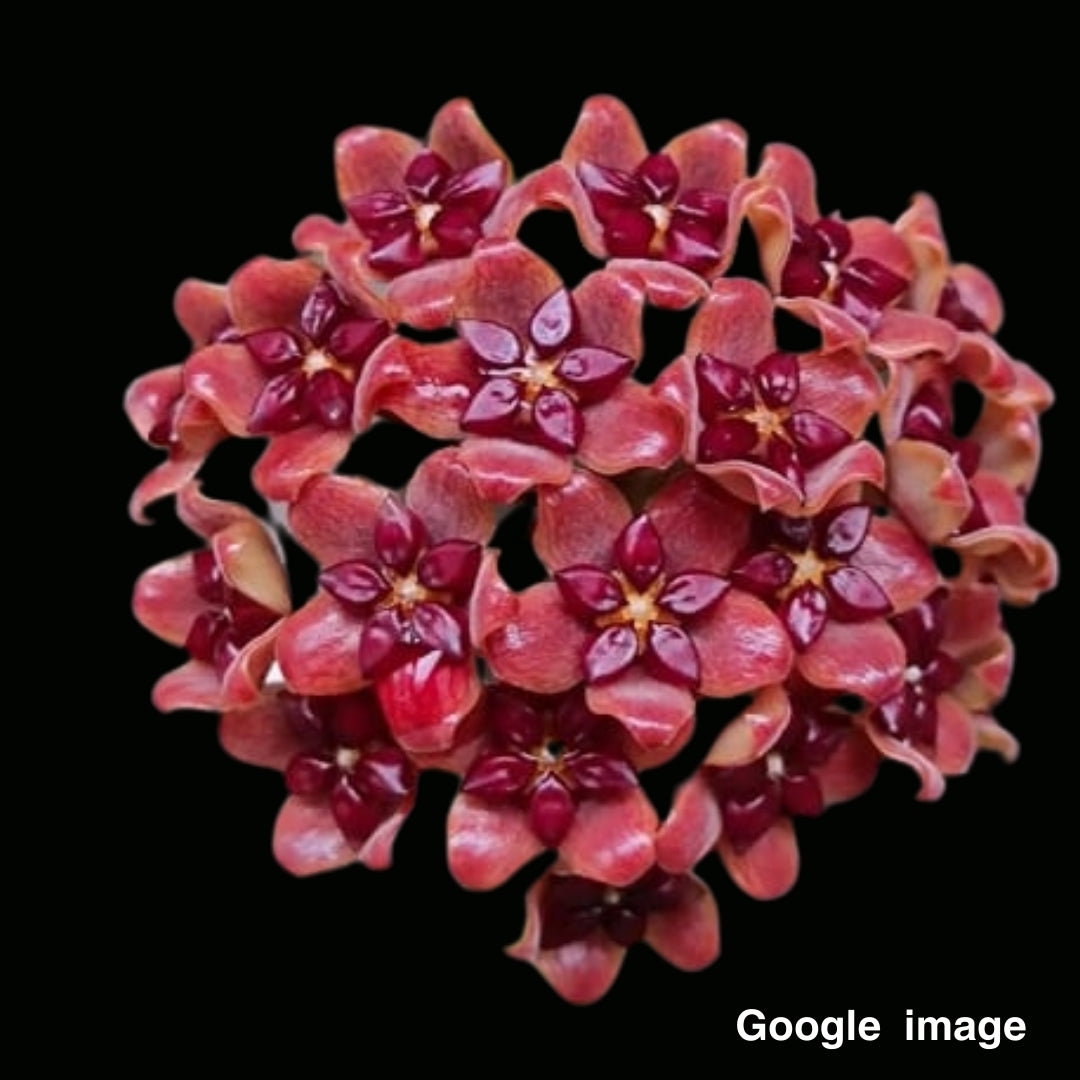 Hoya UT247 (Large) PRE-ORDER -JULY649