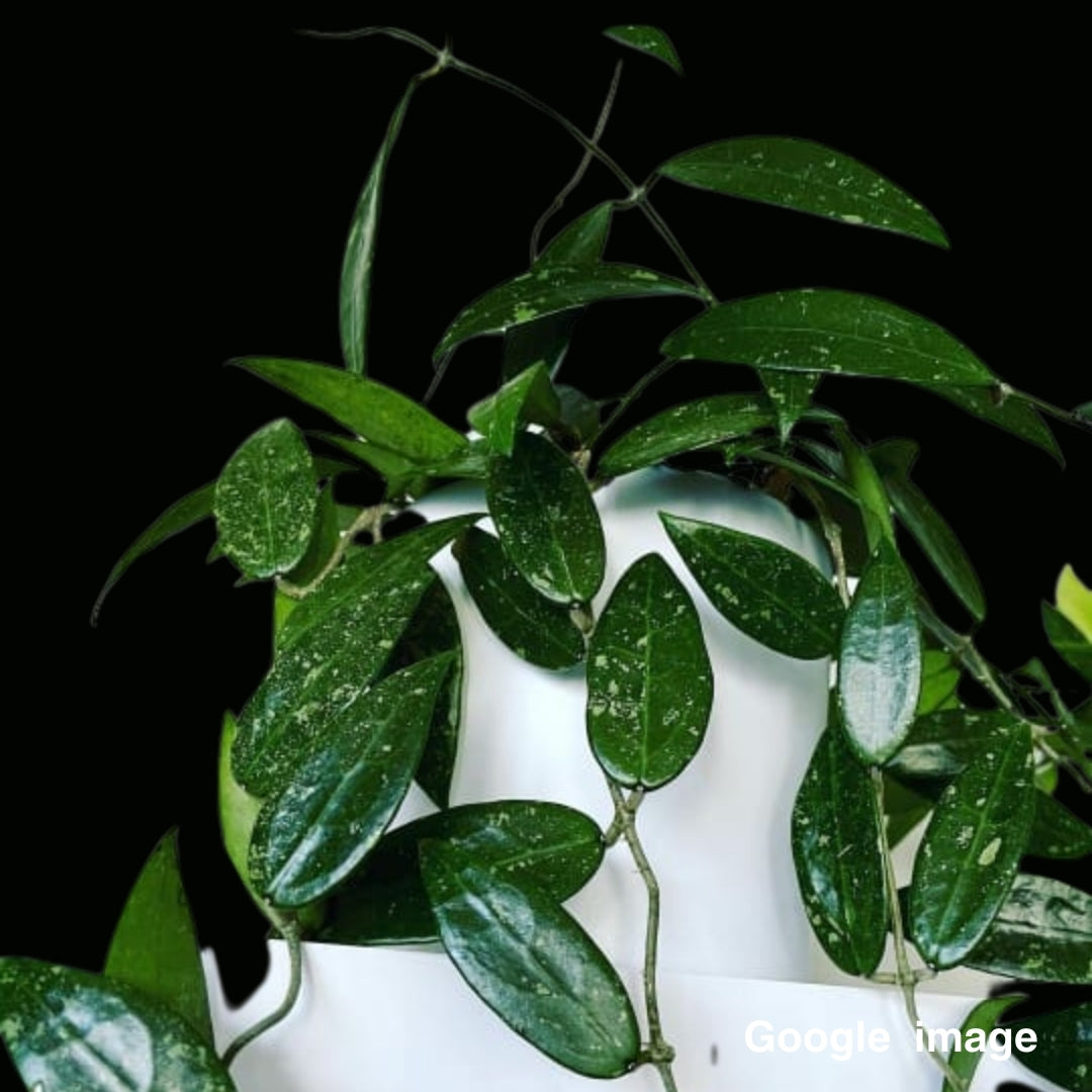 Hoya Verticillata Pink Corona (from Indonesia) (Large) PRE-ORDER-JULY653