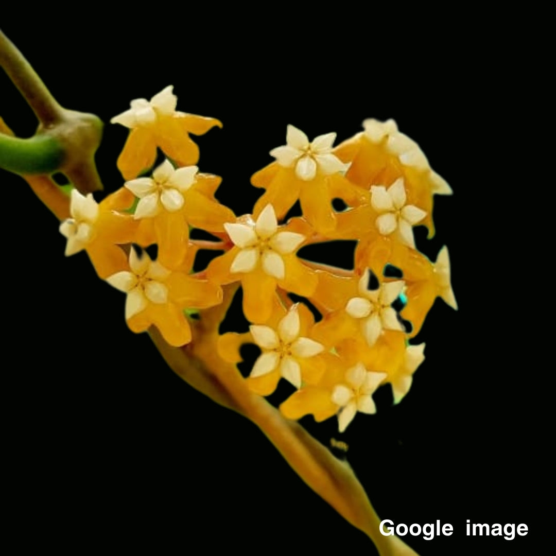 Hoya Vitellina Orange Large (IML 1348) (Large) PRE-ORDER-JULY656