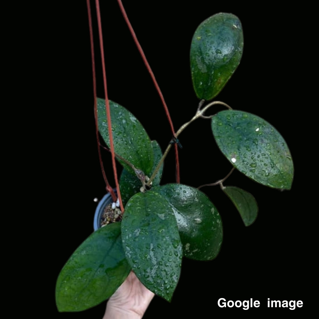 Hoya Vitellina Orange Large (IML 1348) (Large) PRE-ORDER-JULY656