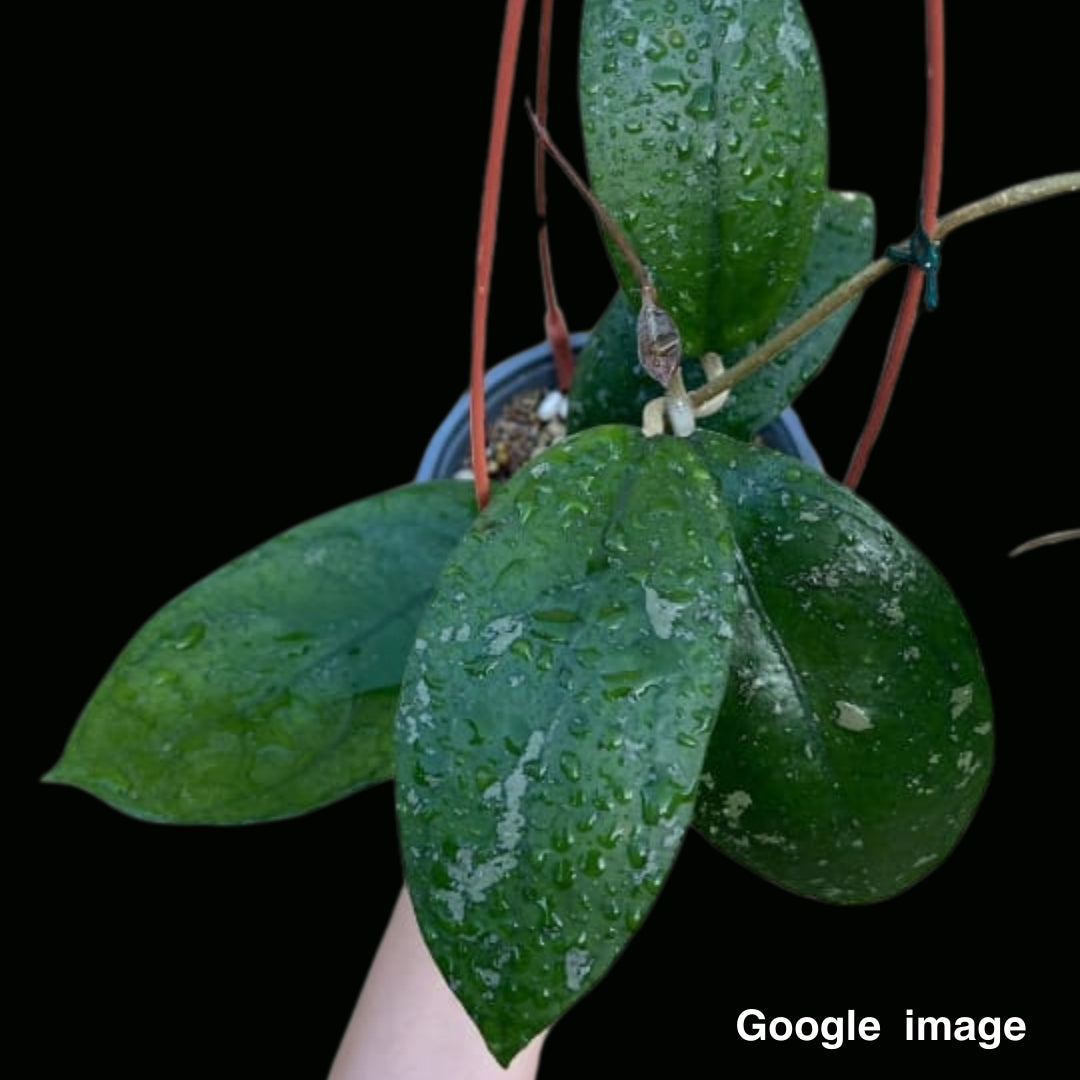 Hoya Vitellina Orange Large (IML 1348) (Large) PRE-ORDER-JULY656