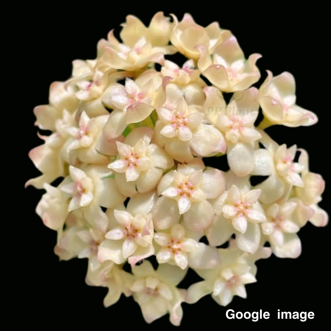 Hoya Vitellinoides x SP.UT001 (Large) PRE-ORDER-JULY659
