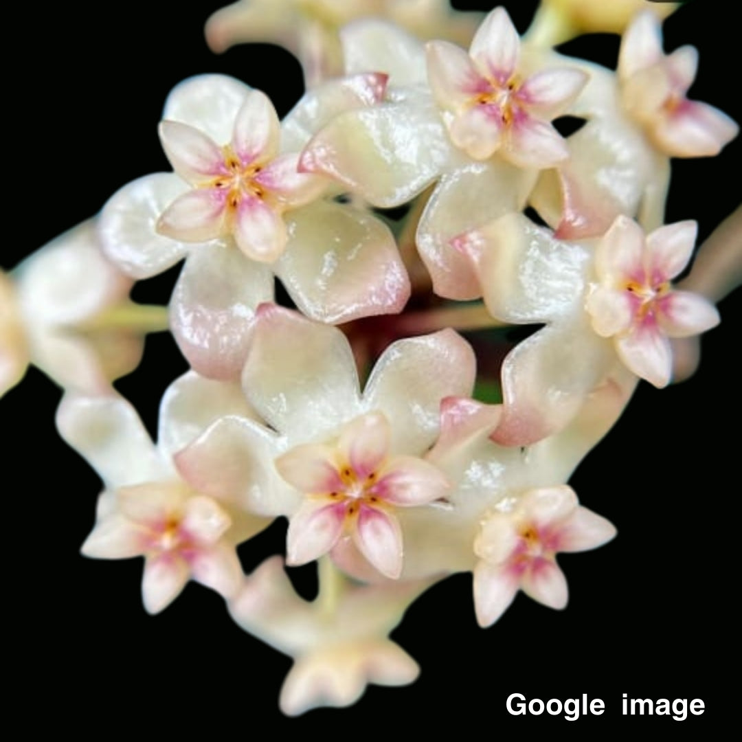 Hoya Vitellinoides x SP.UT001 Large (PRE-ORDER)-JULY483