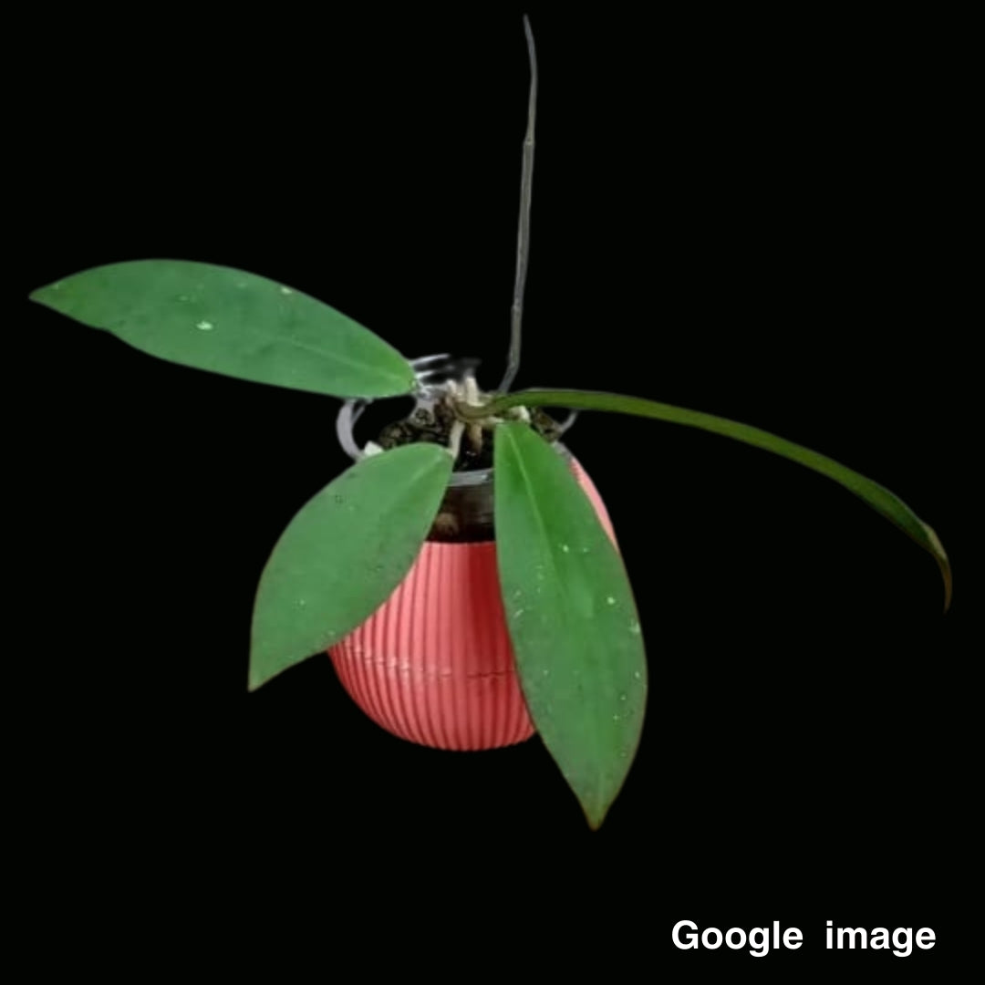 Hoya Vitellinoides x SP.UT001 (Large) PRE-ORDER-JULY659