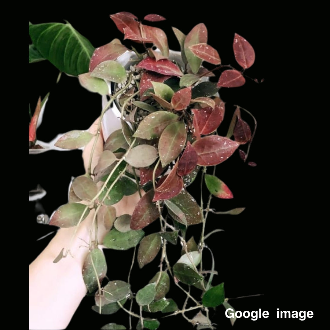 Hoya Walliniana (Large) PRE-ORDER-JULY660