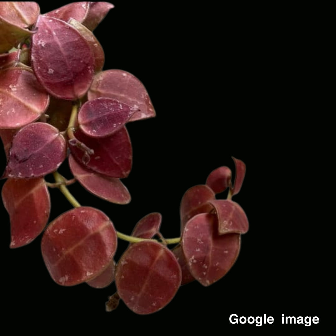 Hoya Walliniana (Large) PRE-ORDER-JULY660