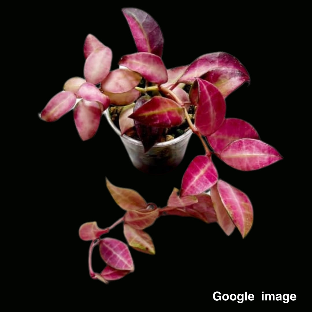 Hoya Walliniana (Large) PRE-ORDER-JULY660