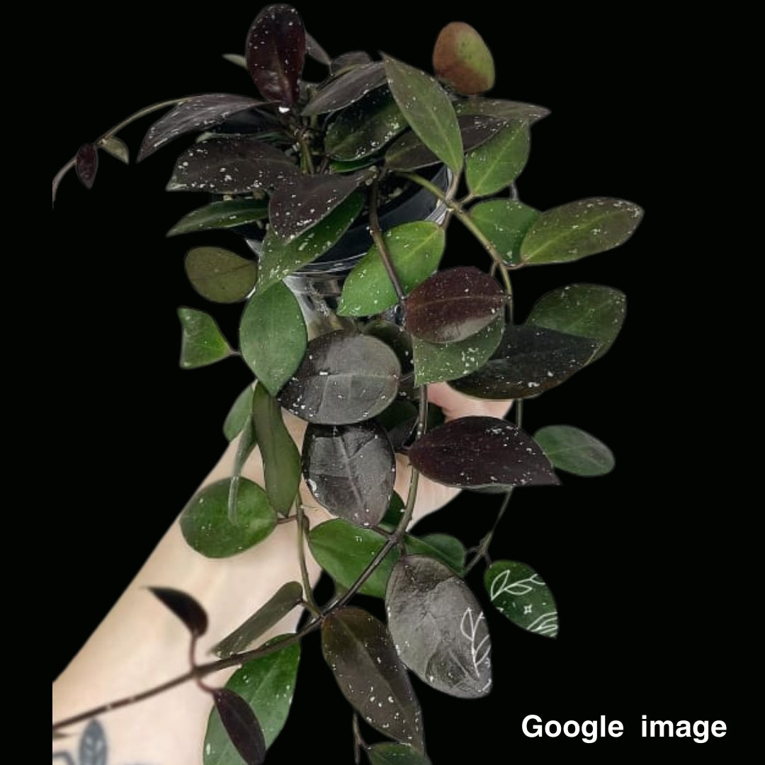 Hoya Walliniana (Large) PRE-ORDER-JULY660