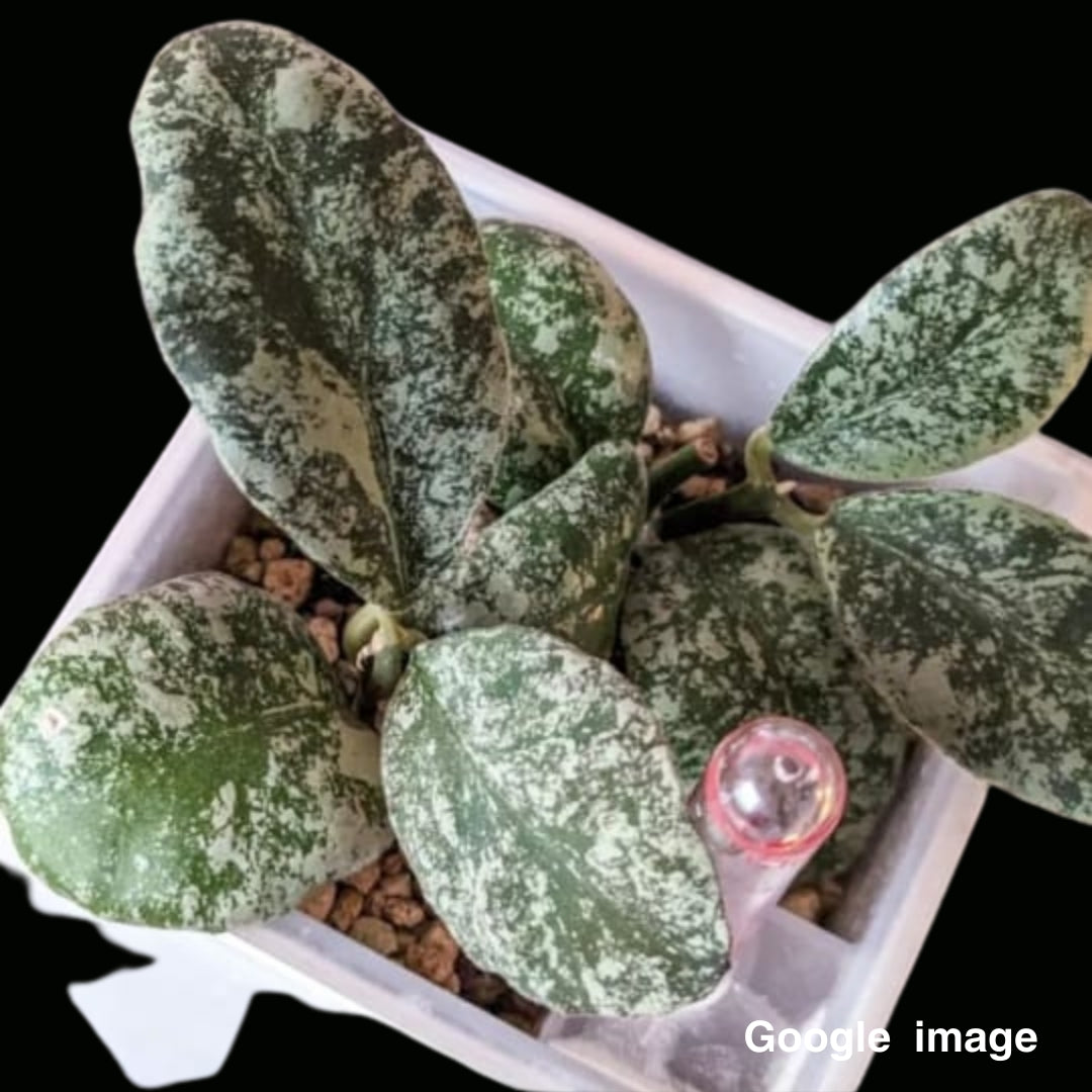 Hoya Waymania Cloudy Sky (Medium) PRE-ORDER-JULY662