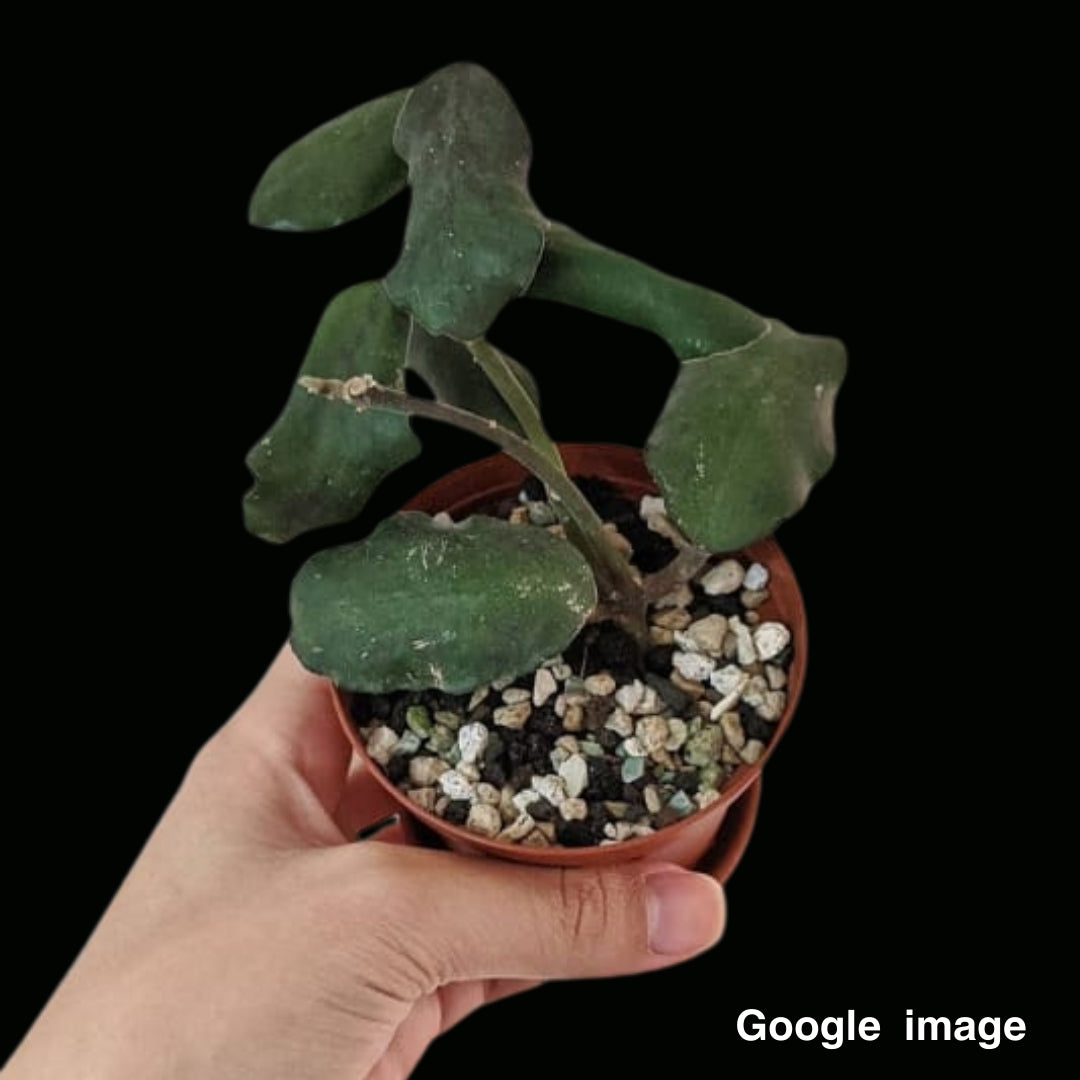 Hoya Waymaniae Borneo (Large) PRE-ORDER-JULY663