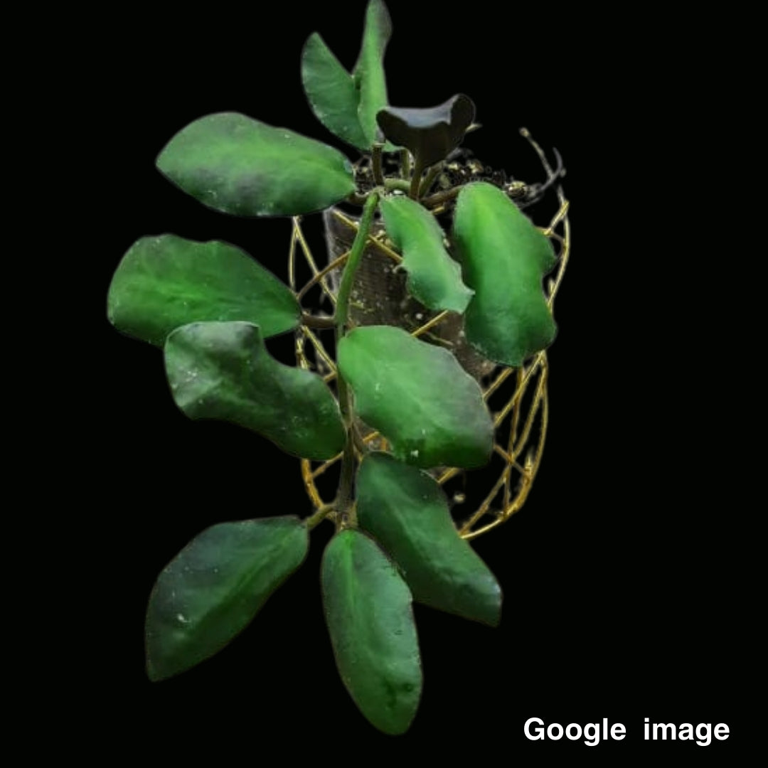 Hoya Waymaniae Borneo (Large) PRE-ORDER-JULY663