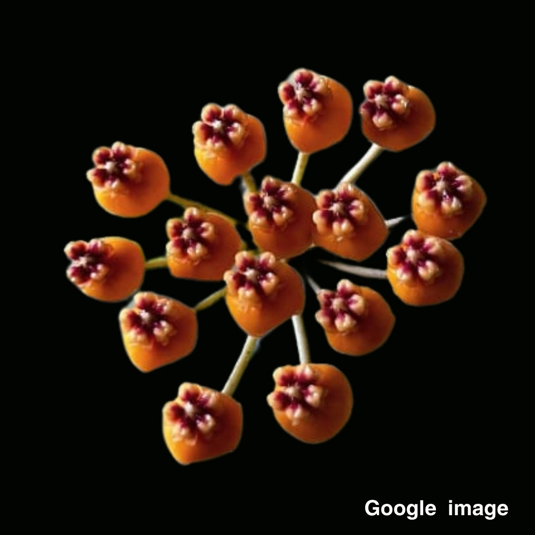 Hoya Waymaniae Borneo (Large) PRE-ORDER-JULY663