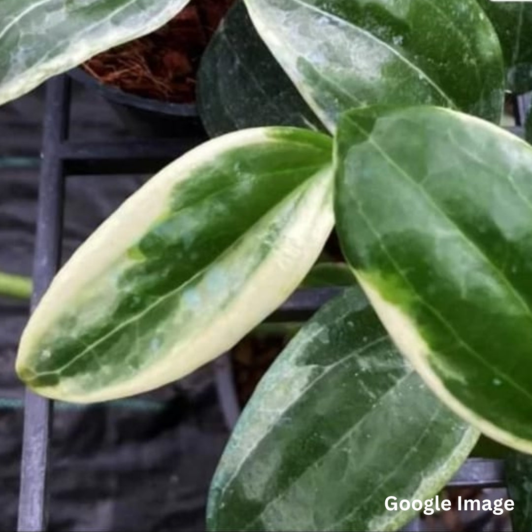 Hoya Quinquenervia Little Plu Albomarginata (Medium) PRE-ORDER-JULY489