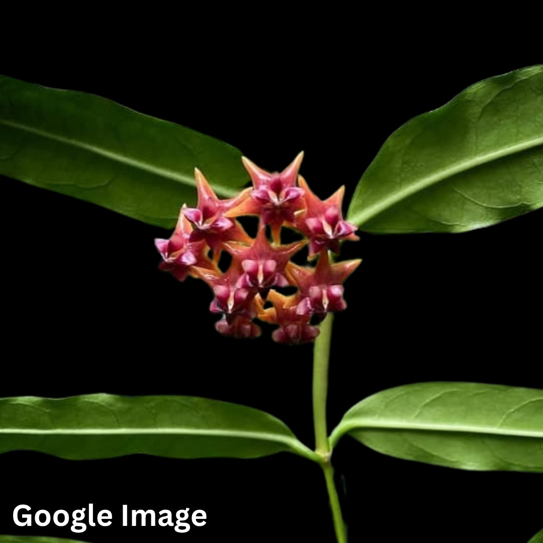 Hoya Amrita (Small) PRE-ORDER-JULY048