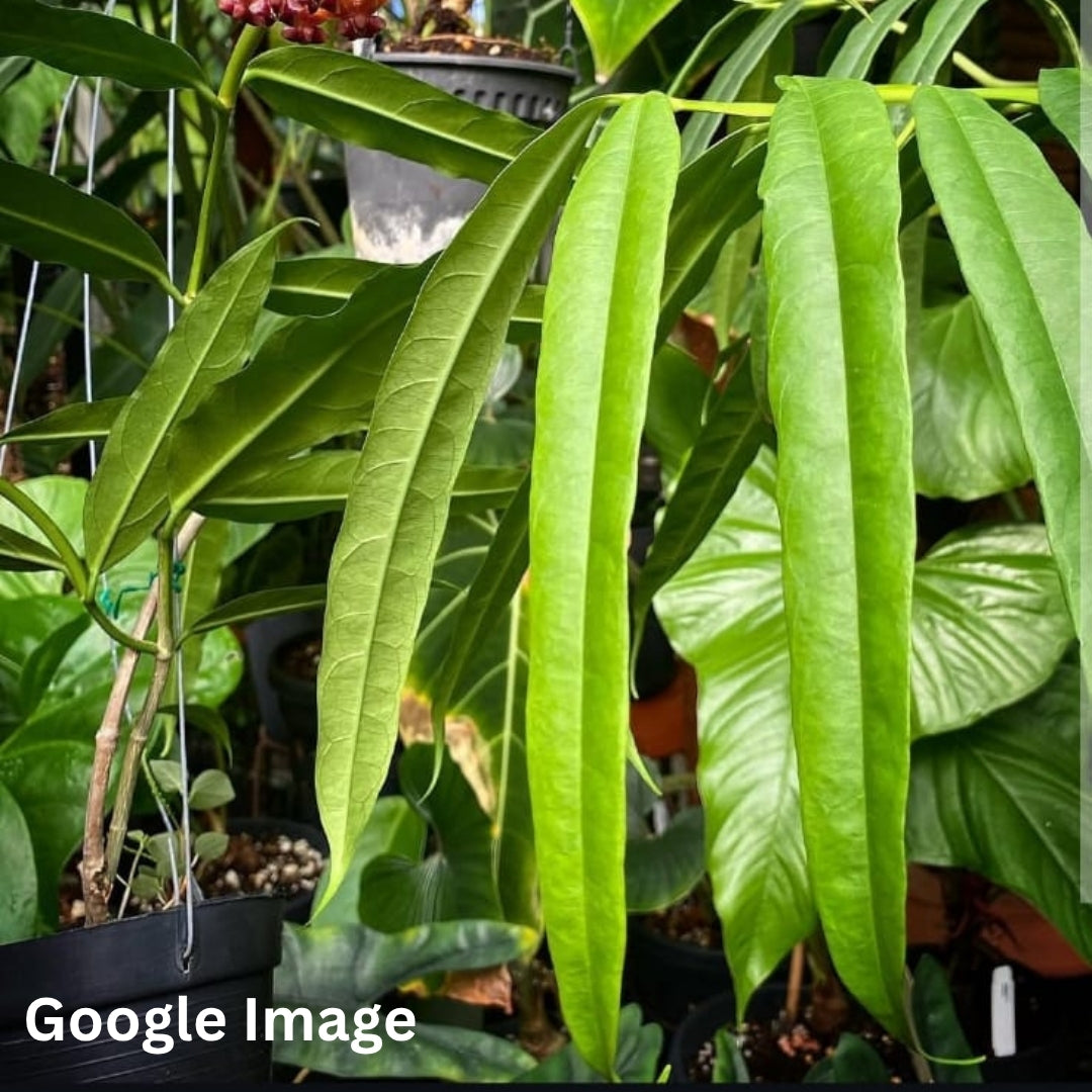 Hoya Amrita (Small) PRE-ORDER-JULY048