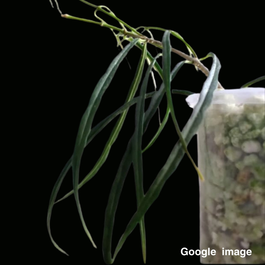 Hoya Yvesrocheri Aff.Steniohylla NS08-030 M (PRE-ORDER)-JULY490