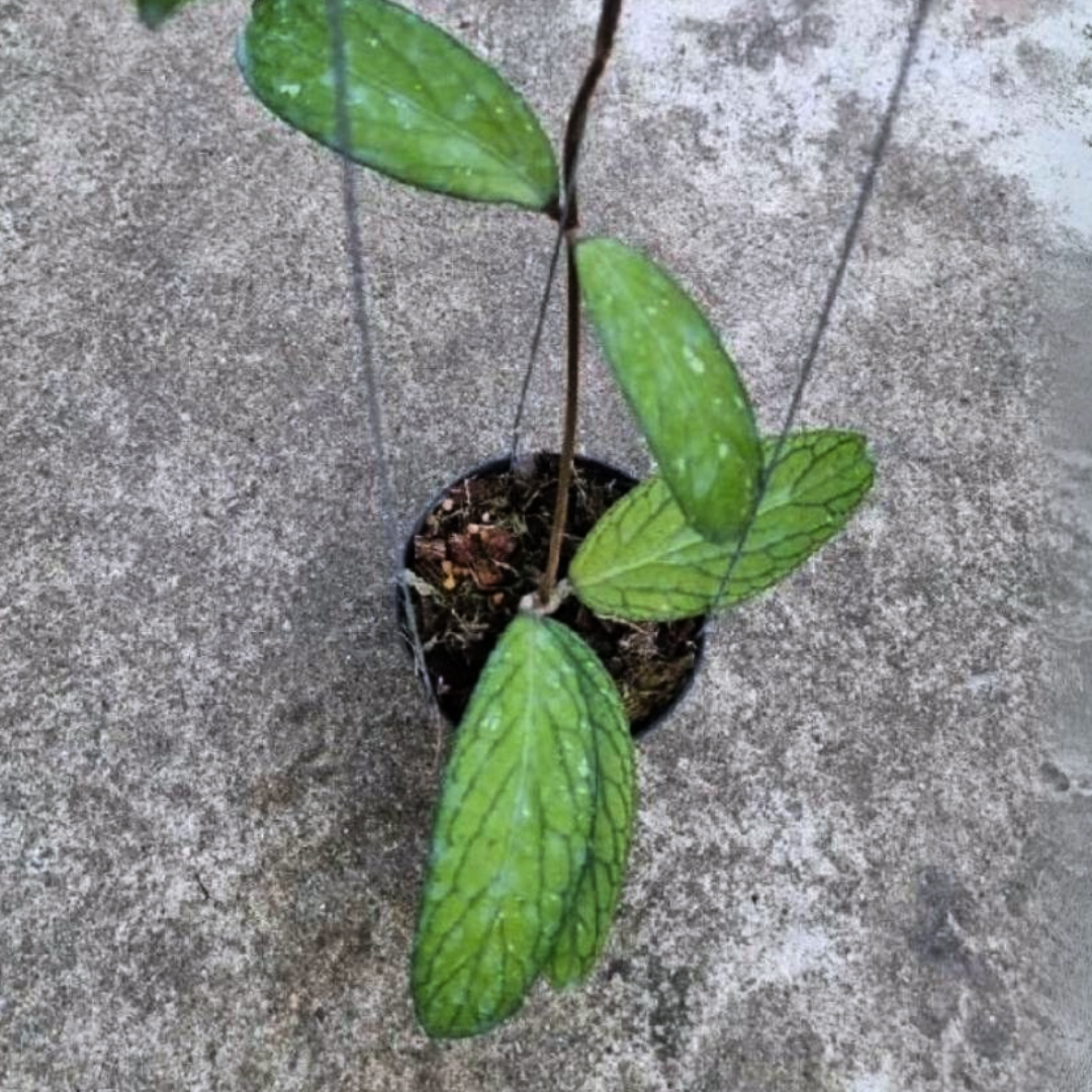 Hoya Sp.Tanggamus Large (PRE-ORDER)-JULY439