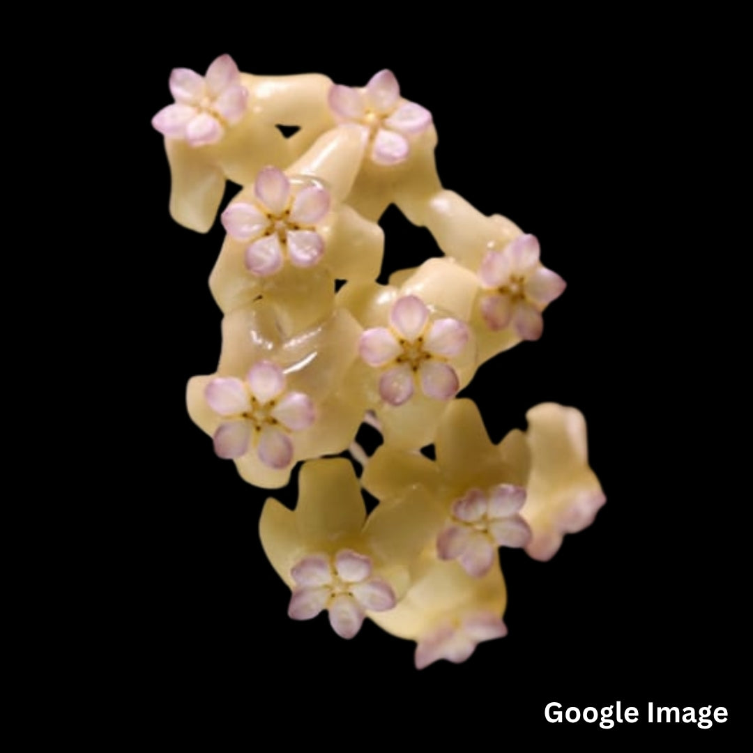 Hoya Rindu Rafflesia (Medium) PRE-ORDER - JULY500