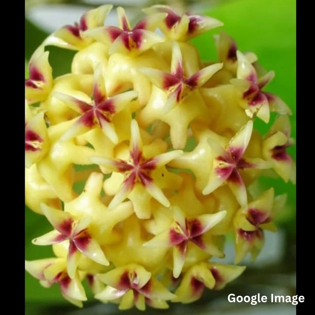 Hoya Rintzii (Large) PRE-ORDER - JULY501